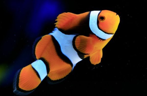 دلقک ماهی پرکولا