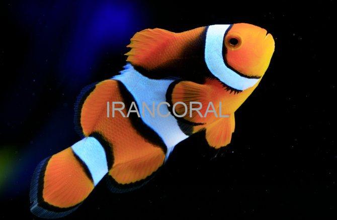 دلقک ماهی پرکولا