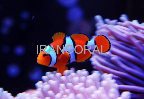 دلقک ماهی پرکولا