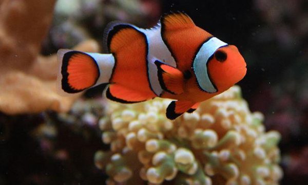 دلقک ماهی پرکولا