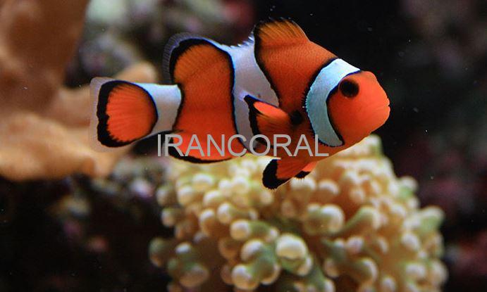 دلقک ماهی پرکولا