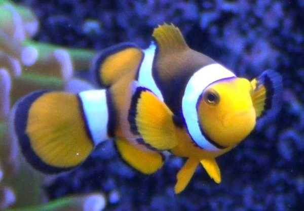 دلقک ماهی پرکولا