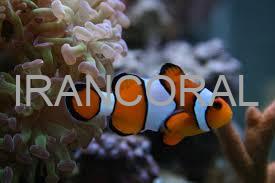 دلقک ماهی پرکولا