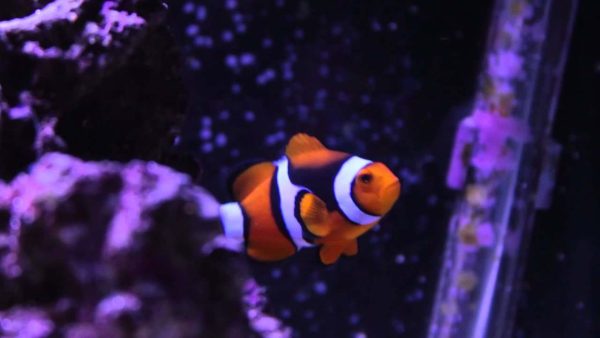 دلقک ماهی پرکولا