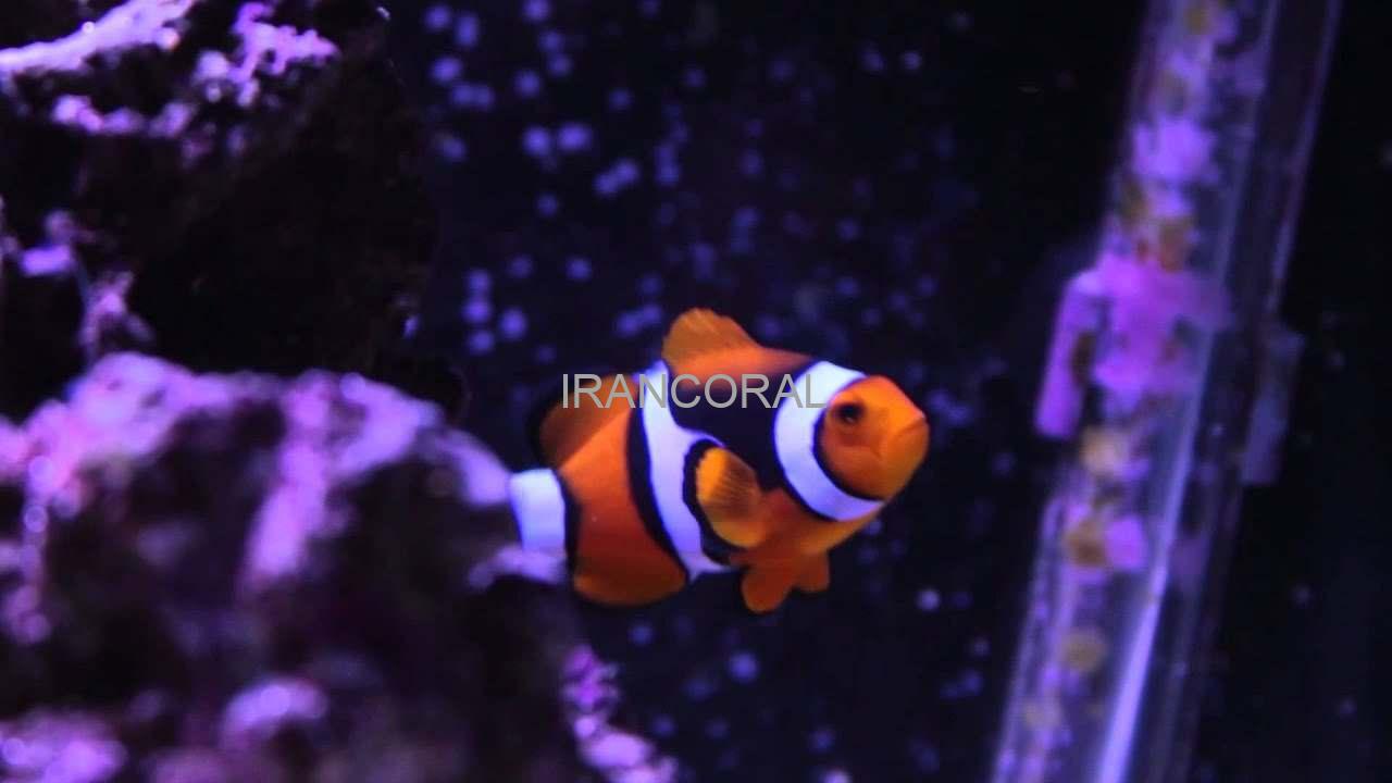 دلقک ماهی پرکولا