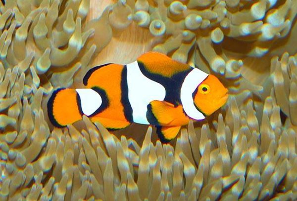 دلقک ماهی پرکولا