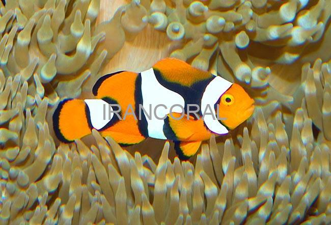 دلقک ماهی پرکولا