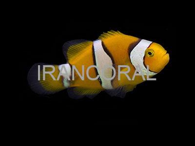 دلقک ماهی پرکولا