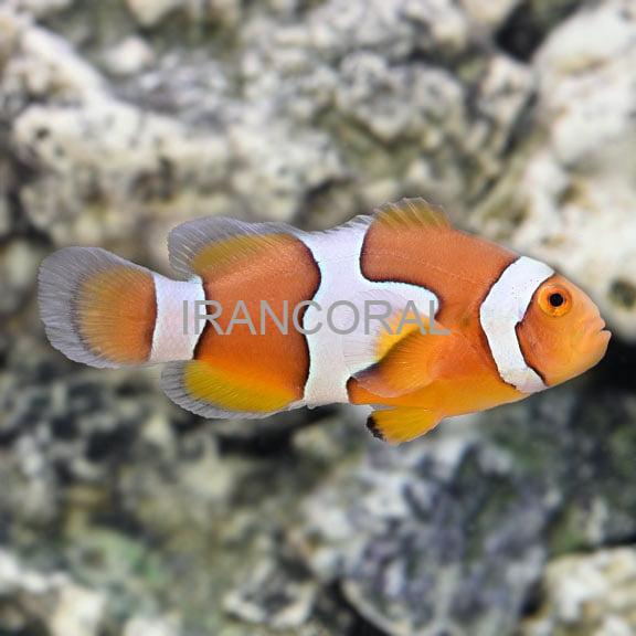 دلقک ماهی پرکولا