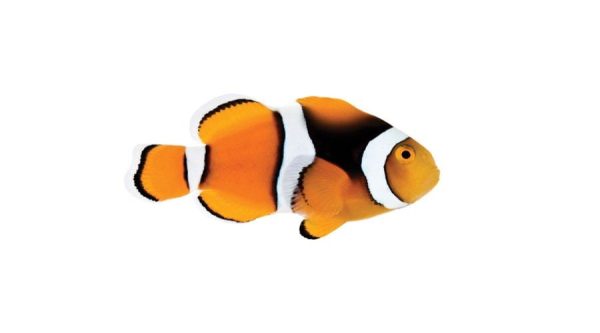 دلقک ماهی پرکولا