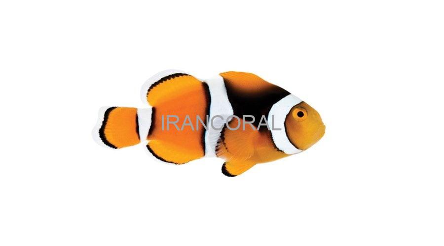 دلقک ماهی پرکولا