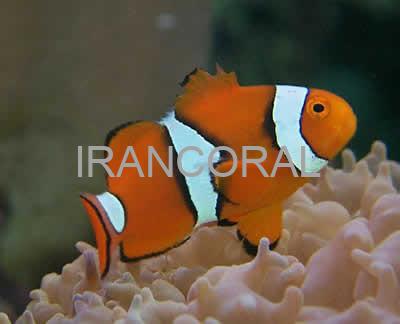 دلقک ماهی پرکولا