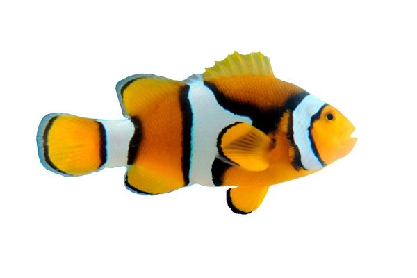 دلقک ماهی پرکولا