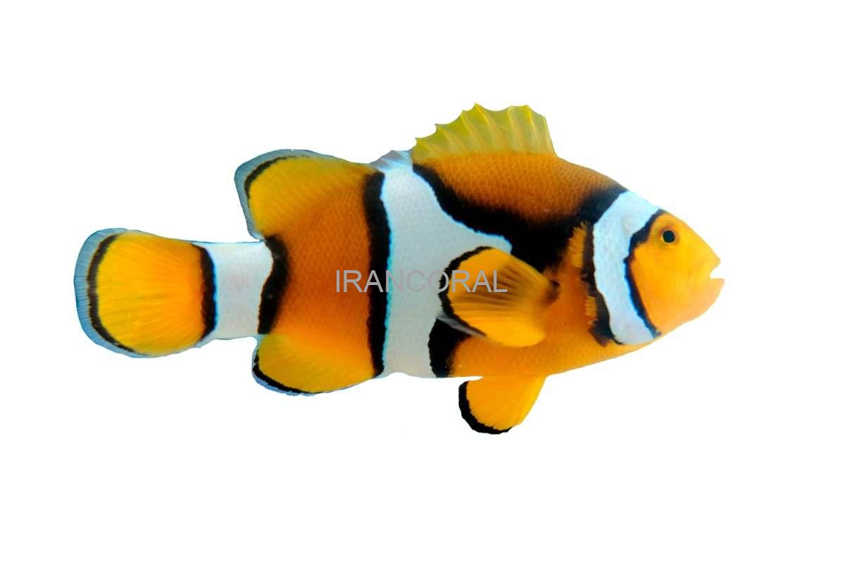 دلقک ماهی پرکولا