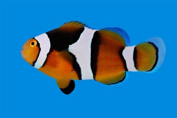 دلقک ماهی پرکولا