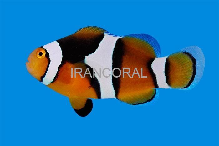 دلقک ماهی پرکولا