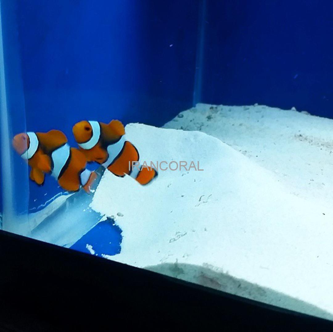 دلقک ماهی پرکولا