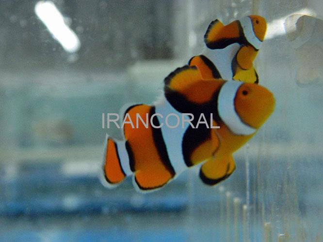 دلقک ماهی پرکولا