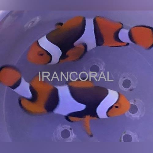 دلقک ماهی پرکولا