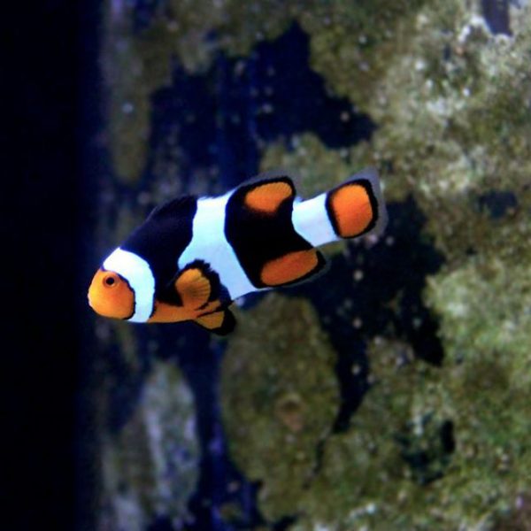 Onyx Percula Clownfish