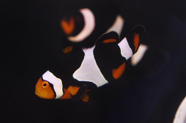 دلقک ماهی پرکولا اونیکس