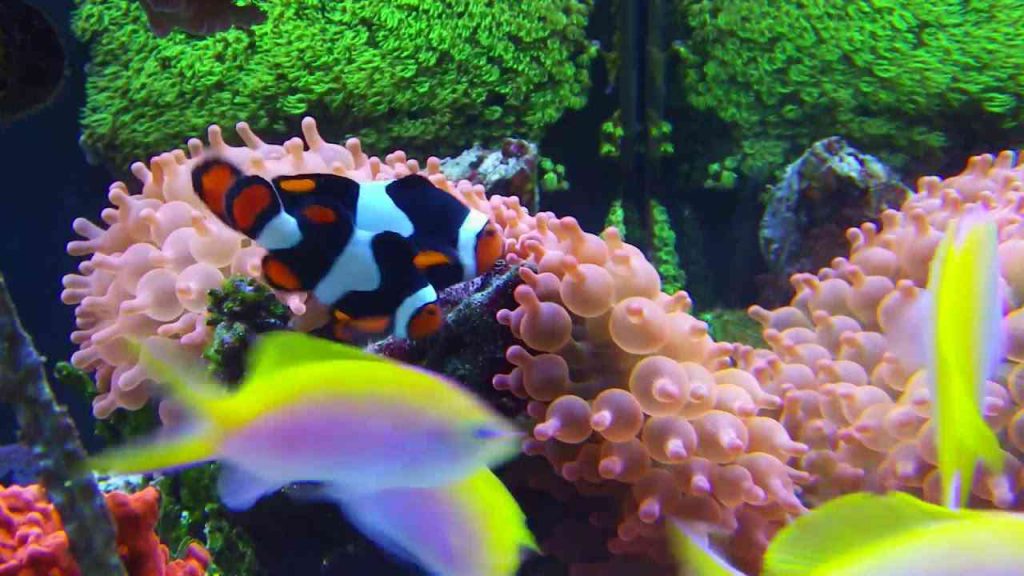 Onyx Percula Clownfish