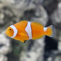 Misbar Percula Clownfish