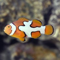 Picasso Percula Clownfish