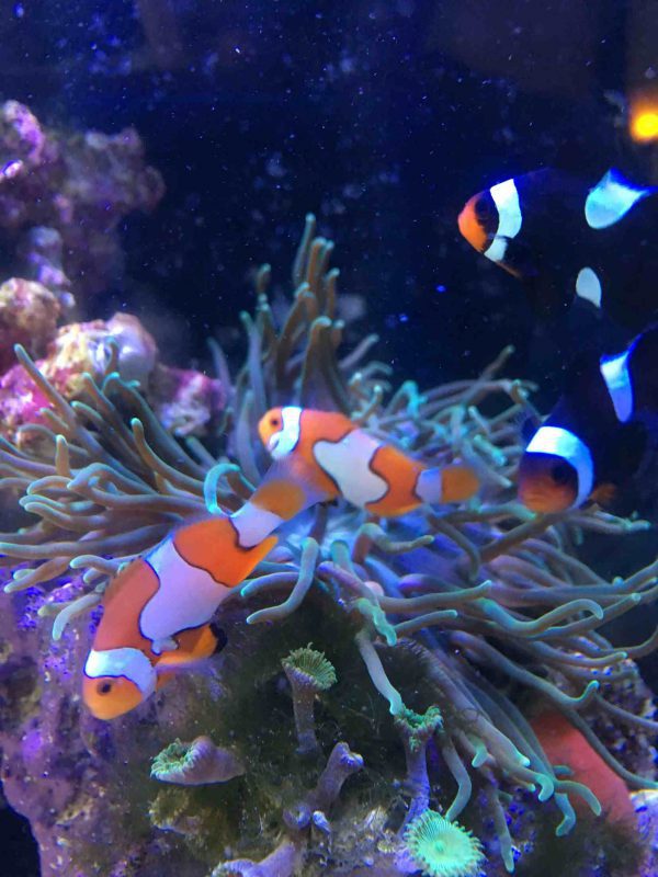 Picasso Percula Clownfish