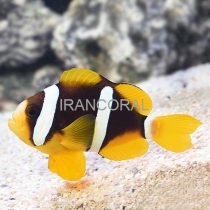 Clarkii Clownfish