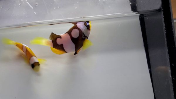 Galaxy Clarkii Clownfish