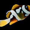 Galaxy Clarkii Clownfish