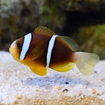 Blue striped Clownfish