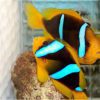 Blue striped Clownfish