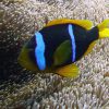 Blue striped Clownfish