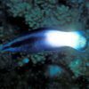 Bicolored Cleaner Wrasse