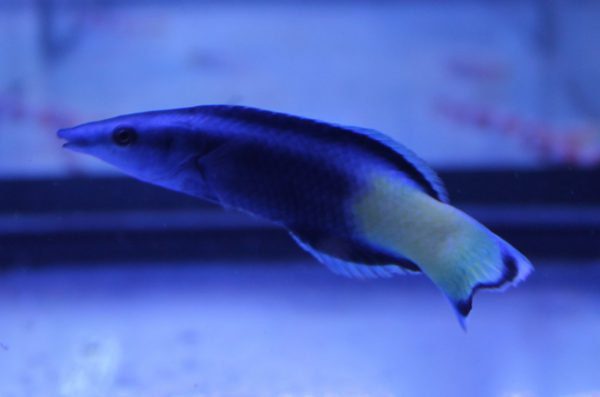 Bicolored Cleaner Wrasse