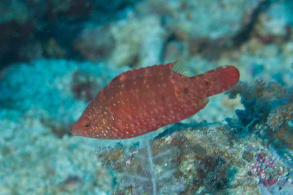 Snooty Wrasse