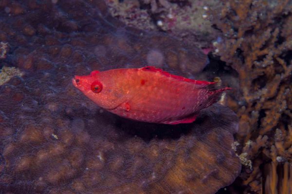 Snooty Wrasse