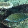 Blue-spotted wrasse