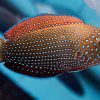 Blue-spotted wrasse