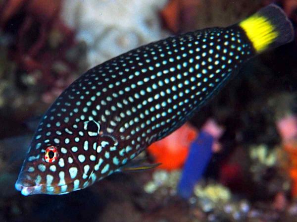 White Spotted Wrasse