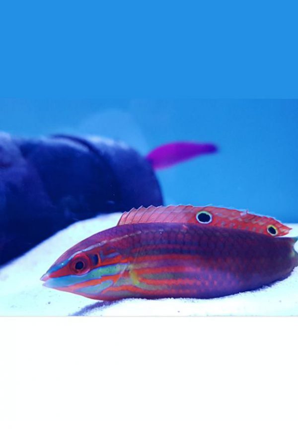 Red-Lined Wrasse