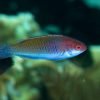 Red Head Solon Fairy Wrasse