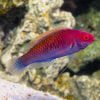 Red Head Solon Fairy Wrasse