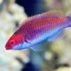 Red Head Solon Fairy Wrasse