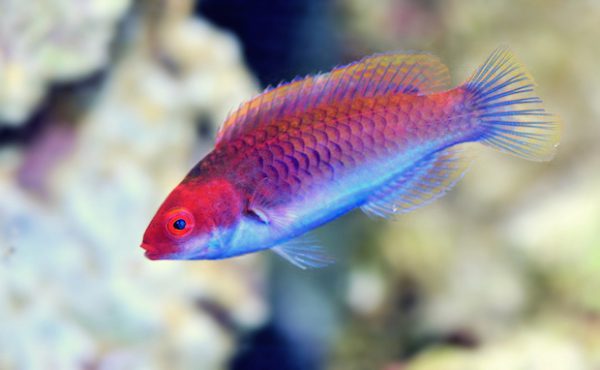 Red Head Solon Fairy Wrasse