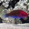 Red Head Solon Fairy Wrasse