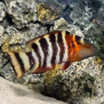 Red Breast Wrasse