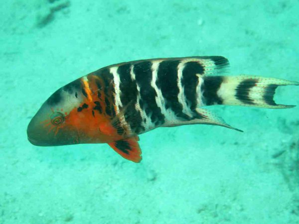 Red Breast Wrasse